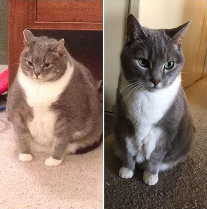 51 Amazing Cat Weight Loss Transformations