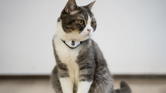 This discounted laser pointer cat collar is great for your kitty *and* you